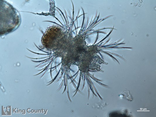 Photo of Nereidae